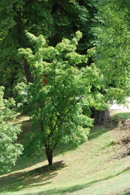 Acer ginnala - javor amurský - letní habitus (56)